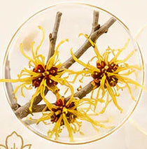 Witch Hazel